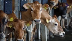 Программы по развитию крестьянско-фермерских хозяйств действуют на Ставрополье