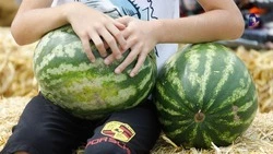 Программа ягодного фестиваля стала известна в Кисловодске
