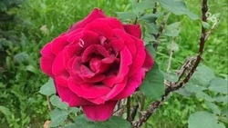 Улицу Доваторцев в Ставрополе украсили 300 кустов роз