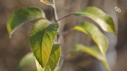 Компании Ставрополья переходят на «зелёное» производство благодаря инновациям