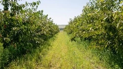 Суперинтенсивные сады планируют заложить в школах Ставрополья 