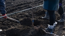 250 га новых садов заложат в 2026 году — губернатор Ставрополья