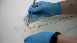 Меры поддержки отечественного семеноводства запустили на Ставрополье