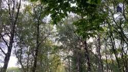 Рубки ухода проведут на 300 га лесополос Ставрополья