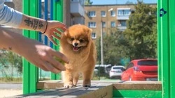 Четыре площадки для собак открыты в Ставрополе 