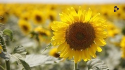 С начала года Ставрополье отправило в Израиль 1,8 тыс. тонн подсолнечного масла 