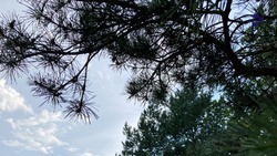 Уходные работы прошли на 274 га лесополос Ставрополья