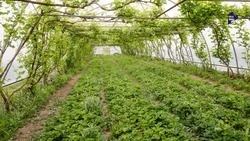 Органическое аграрное производство дополнительно поддержат на Ставрополье