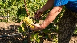 Виноградари и виноделы Ставрополья получили 68% от годового объёма господдержки