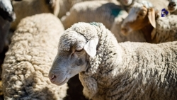 Ставропольские животноводы настригли 2,2 тыс. тонн шерсти