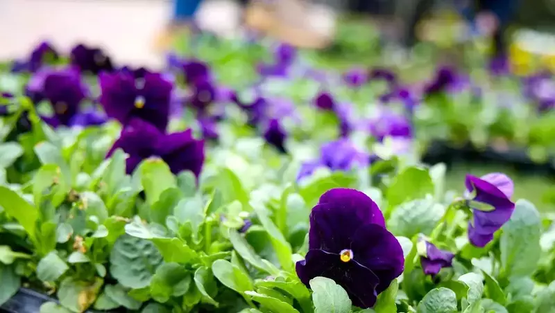 Более полумиллиона цветов украсят Ставрополь в 2026 году