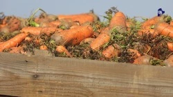 Губернатор: экспорт агропродукции Ставрополья превысил 609 млн долларов США 