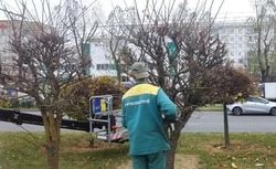 К зиме подготовят 8 тыс. деревьев в Ставрополе