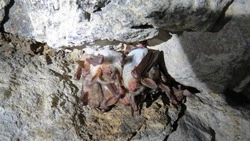 В минприроды Ставрополья призвали туристов не тревожить летучих мышей 