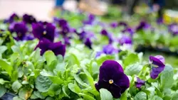 Более полумиллиона цветов украсят Ставрополь в 2026 году