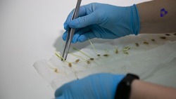 Меры поддержки отечественного семеноводства запустили на Ставрополье