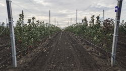 Зимняя обрезка плодовых деревьев проходит на Ставрополье