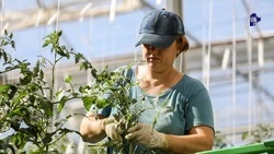 Тепличные хозяйства Ставрополья произвели 25,6 тыс. тонн овощей за три месяца