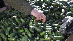 Две продовольственные ярмарки пройдут в Ставрополе 23 марта