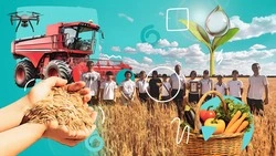 Акцент — на пшенице: как на Ставрополье возрождают традиции ученических производственных бригад