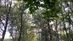 Рубки ухода проведут на 300 га лесополос Ставрополья