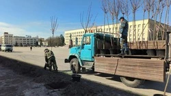 27 клёнов украсят бульвар около площади Ленина в Ставрополе