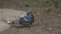 Ставропольцы обеспокоены состоянием голубей, запертых на крыше одного из домов