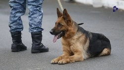 Экстренные службы Ставрополя проверили 50 зданий после сообщений о минировании
