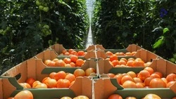 Производство овощей в ставропольских теплицах увеличилось на 3%