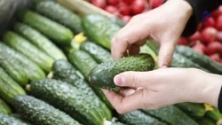 Весеннюю ярмарку проведут в Ставрополе 11 мая