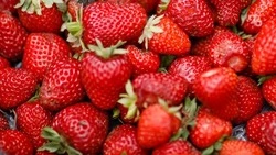 Продуктовая ярмарка пройдёт в Ставрополе 14 июня