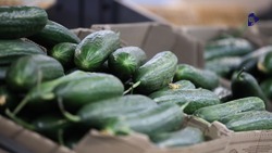 Доля ставропольской продукции на полках магазинов региона достигает 55%