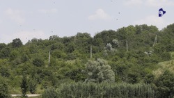 Работы по противопожарному обустройству лесов завершили на Ставрополье