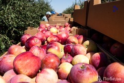 Рекордный урожай яблок собрали на Ставрополье в 2021 году