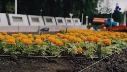 Ставрополь ко Дню Победы украсили свыше 400 тыс. цветов