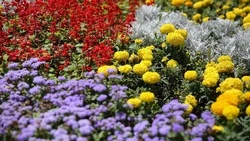 В Ставрополе высадят более 250 тысяч однолетних растений