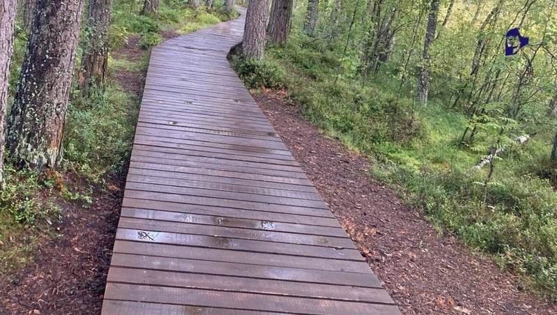 Семь терренкуров с мостиками и ротондами обустроят в Таманском лесу Ставрополя