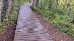 Семь терренкуров с мостиками и ротондами обустроят в Таманском лесу Ставрополя