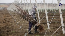 Грант «Агромотиватор» начнёт действовать на Ставрополье