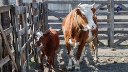 Около 600 тыс. тонн молока дали ставропольские коровы в 2025 году