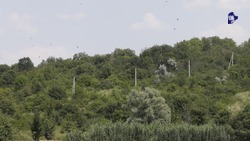 Ещё 54 га леса восстановят на Ставрополье в 2024 году