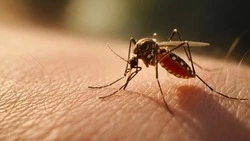 Ставропольский зоолог опроверг вероятность  нашествие комаров в 2026 году