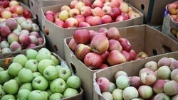 34,4 тыс. ярмарок провели на Ставрополье в 2025 году