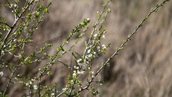 Гидрометцентр спрогнозировал потепление после 20 мая на Ставрополье