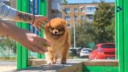 Четыре площадки для собак открыты в Ставрополе 
