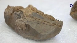 Ставропольские кадеты нашли останки древнего дельфина на берегу Кубани