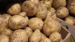 Цена на картофель в Ставропольском крае выросла почти в два раза за 2024 год 
