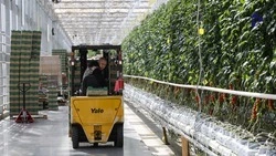 Аграрии Ставрополья получают господдержку по 40 направлениям