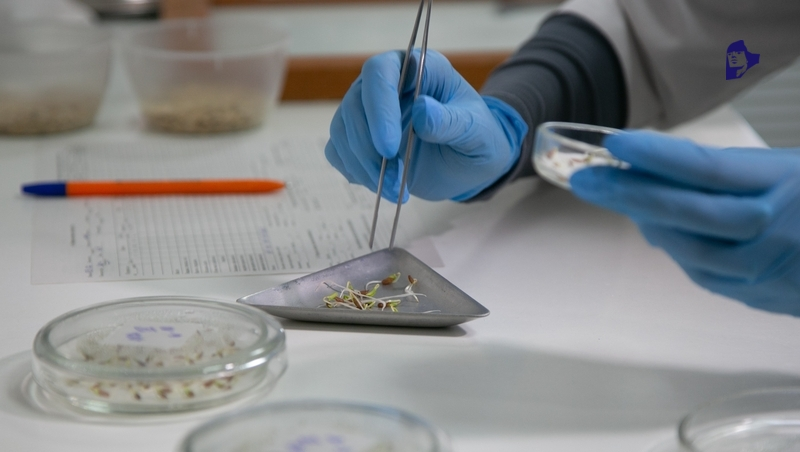 Центр питомниководства плодово-ягодных культур развивают в ставропольском университете