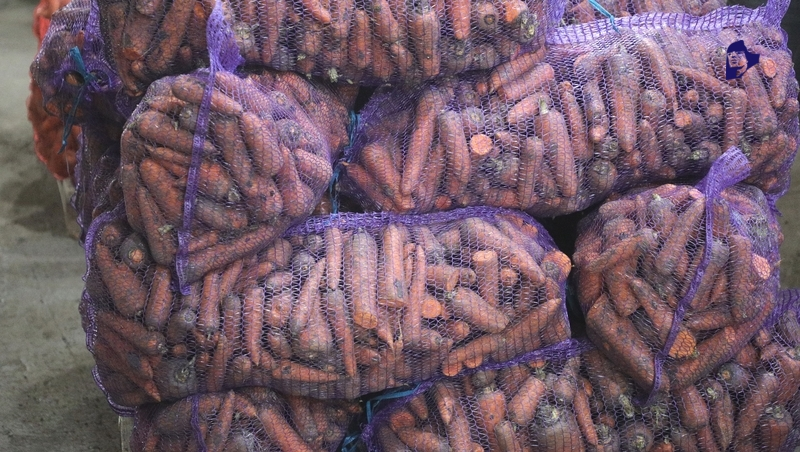 Ставропольские аграрии собирают урожай моркови